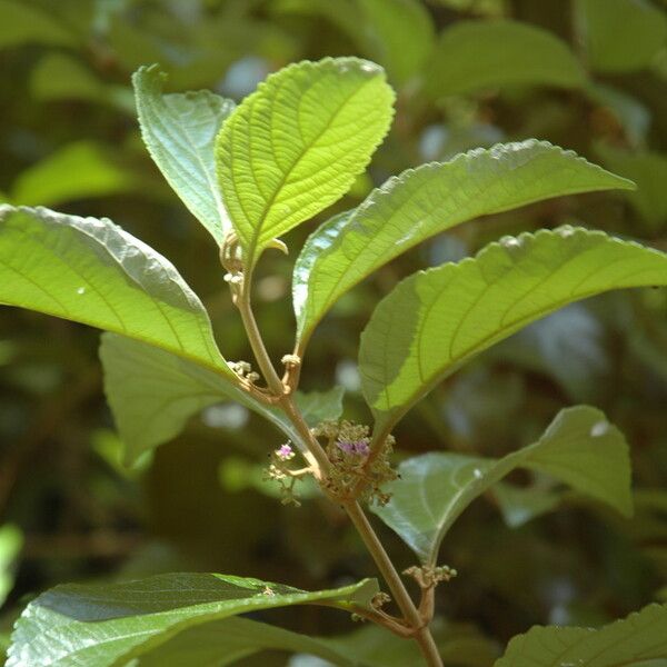 Callicarpa Candicans
