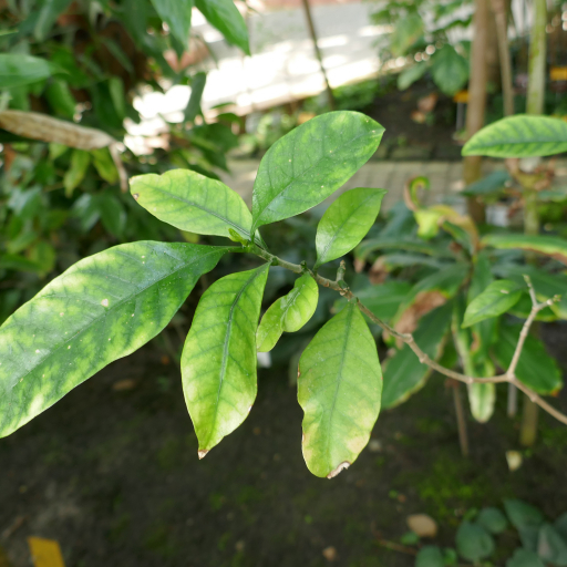 Callichilia Barteri