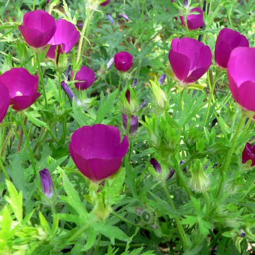 Callirhoe Involucrata