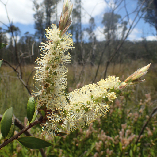 Callistemon Pallidus