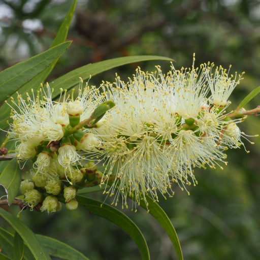 White Bottlebrush (Callistemon Salignus) Care Guide: Water, Soil ...