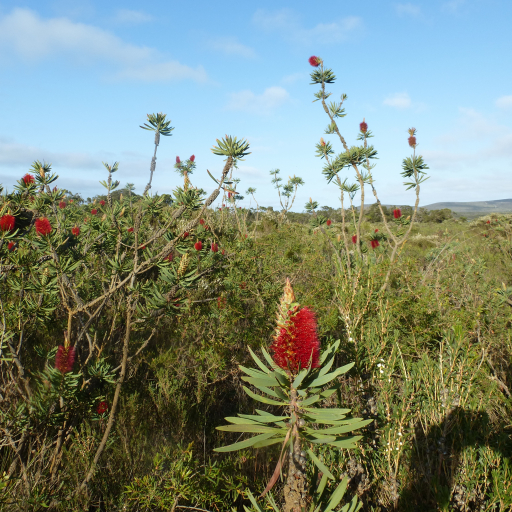 Callistemon Speciosus