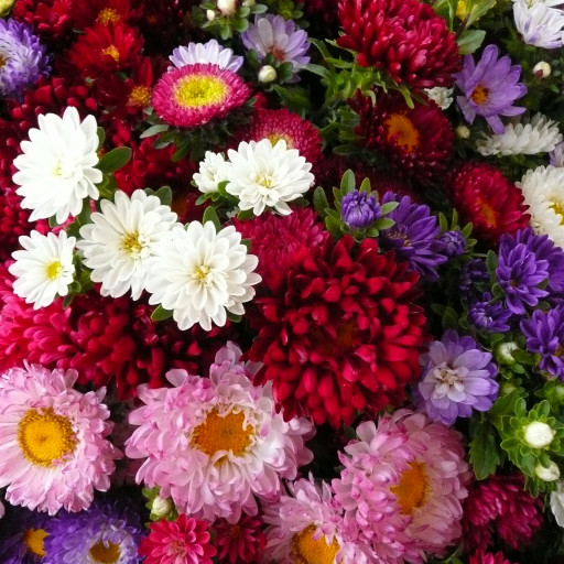 Callistephus Chinensis