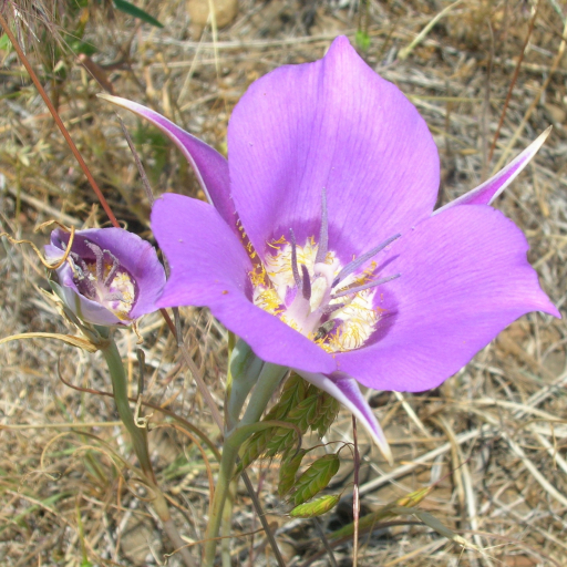 Sagebrush Mariposa Lily