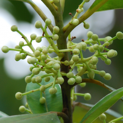 Calophyllum Brasiliense