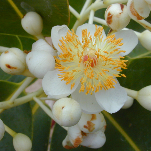 Calophyllum Inophyllum