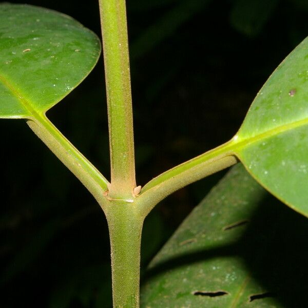 Calophyllum Mesoamericanum Plant Care & How to Grow, Water