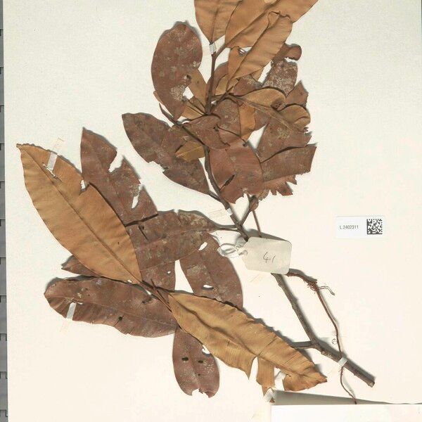 Calophyllum Sundaicum