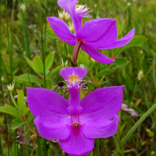 Calopogon Tuberosus