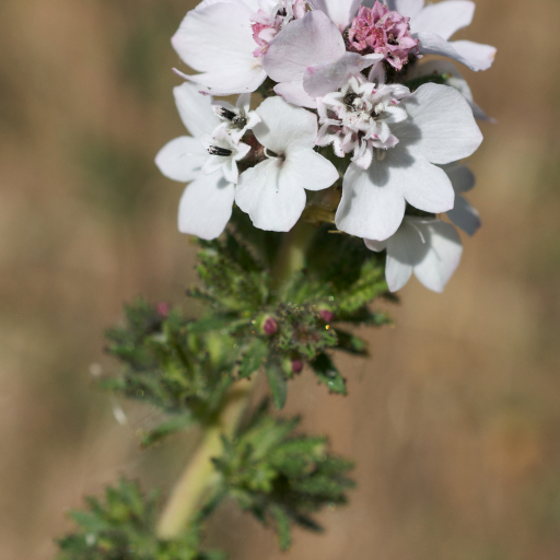 Calycadenia Multiglandulosa