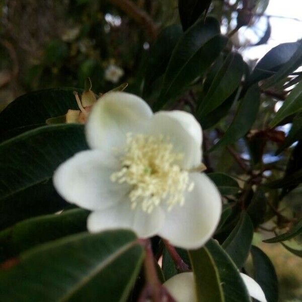 Calycolpus Moritzianus