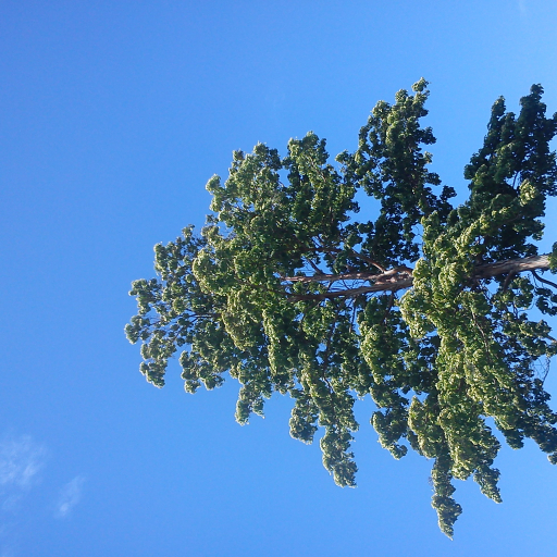 Calycophyllum Candidissimum