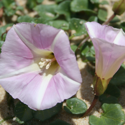 Calystegia Soldanella