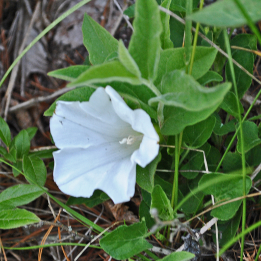 Low False Bindweed