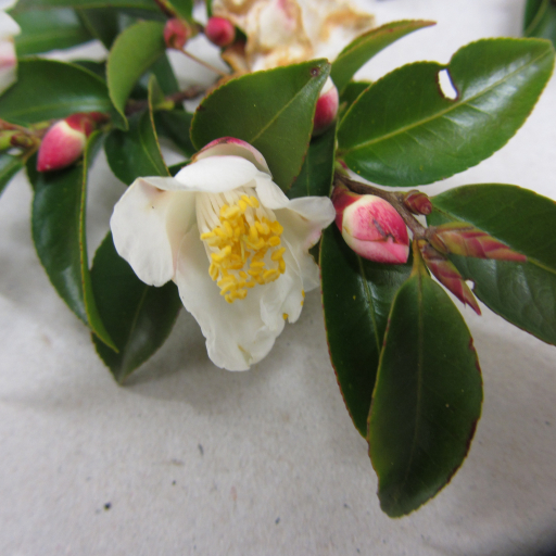 Camellia Lutchuensis