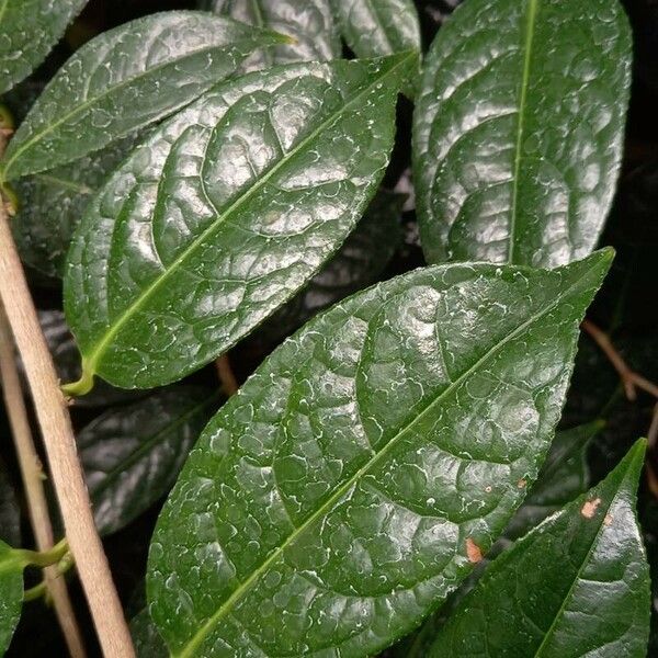 Camellia Nitidissima