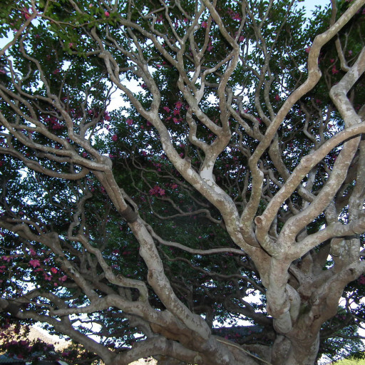 Camellia Sasanqua