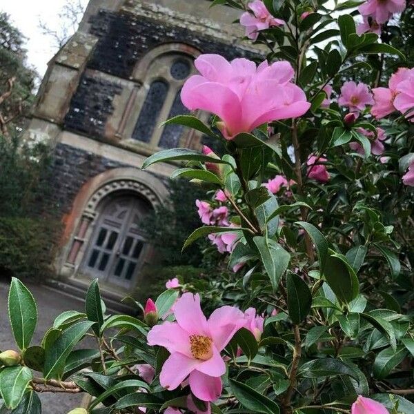 Camellia × Williamsii
