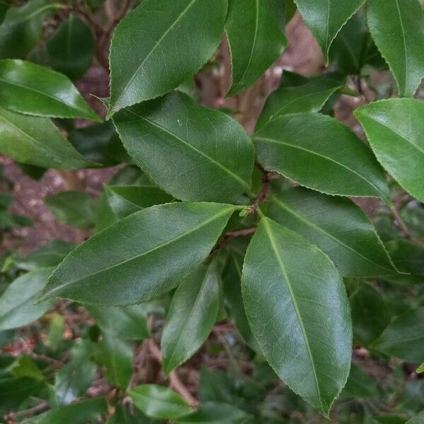Camellia X Williamsii