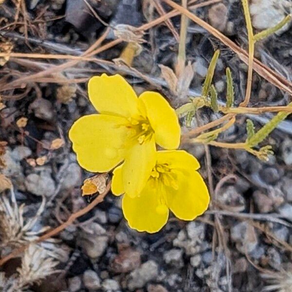 Camissonia Campestris