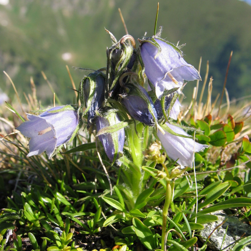 Campanula Alpina