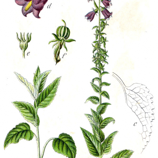 Campanula Bononiensis
