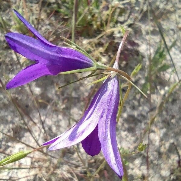 Campanula Lusitanica