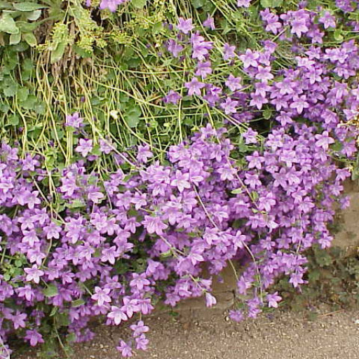 Campanula Portenschlagiana