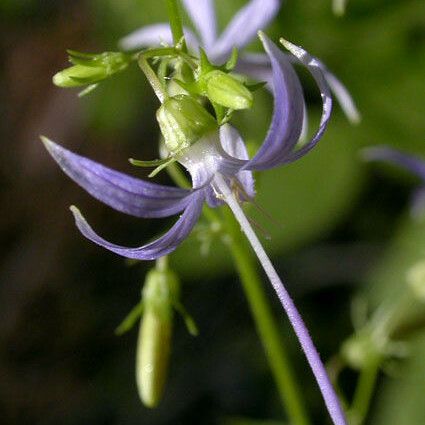Campanula Prenanthoides