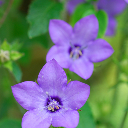 Campanula Primulifolia