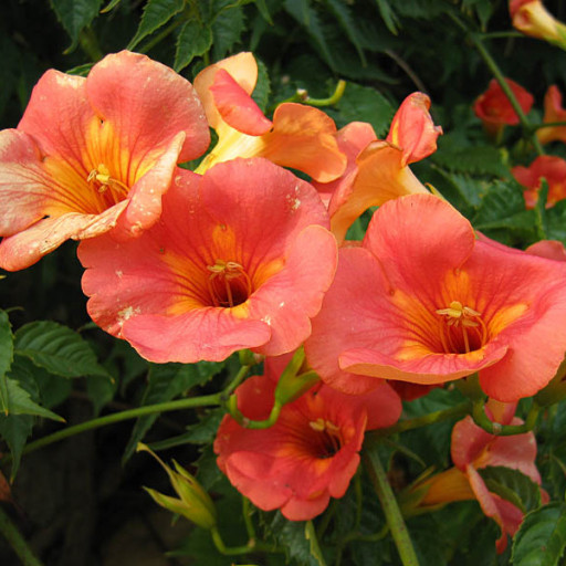 Campsis Grandiflora