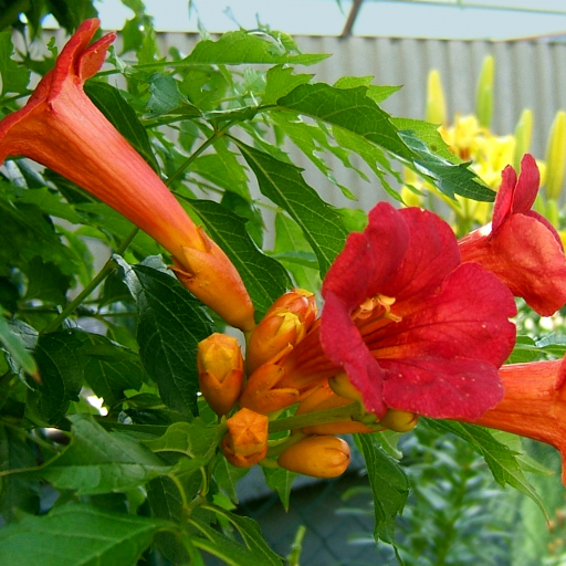 Campsis X Tagliabuana