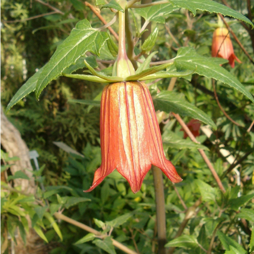 Canarina Canariensis