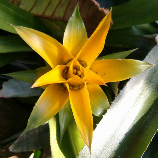 Canistropsis Billbergioides