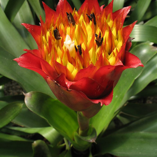 Canistrum Aurantiacum