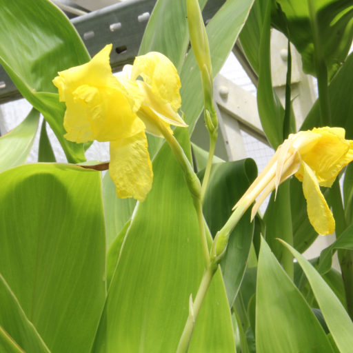 Canna Flaccida