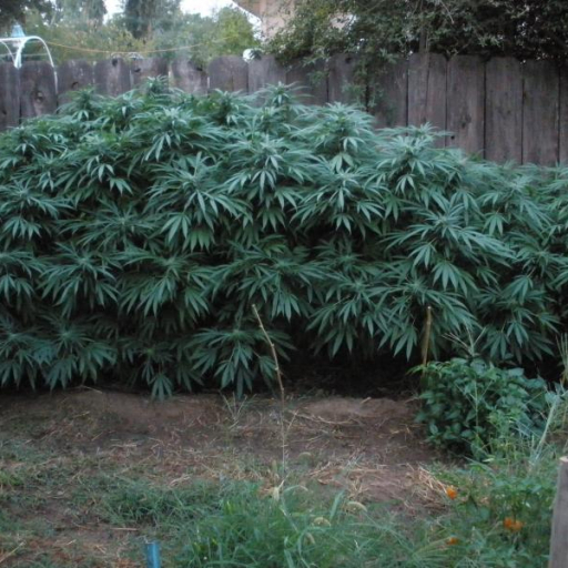 Cannabis Indica