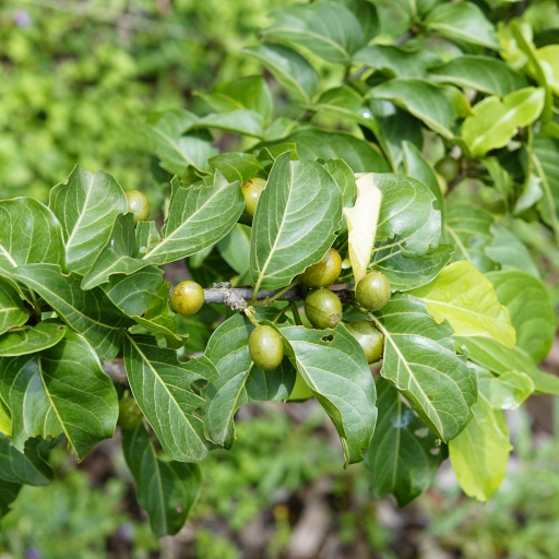 Canthium Coromandelicum