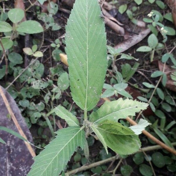 Sacatrapo (Caperonia Palustris) Care Guide: Water, Soil & Propagation ...