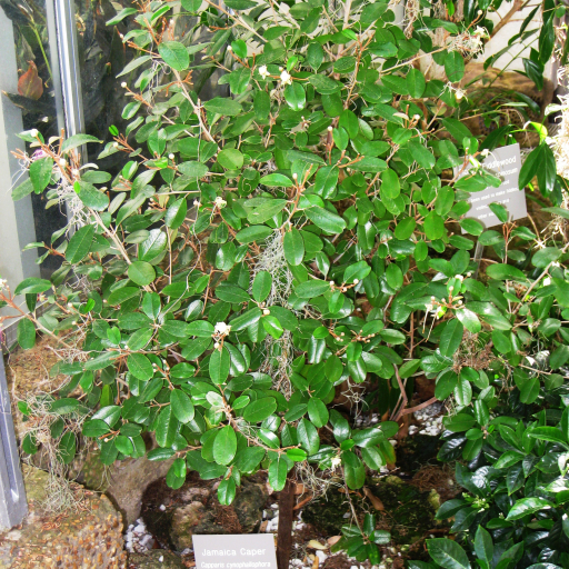 Capparis Cynophallophora