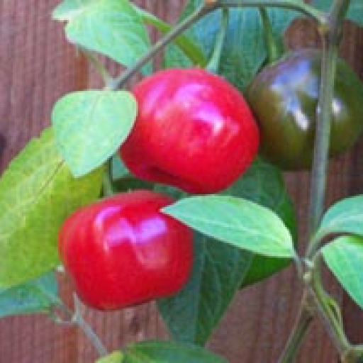 Capsicum Pubescens