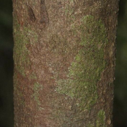 Caraipa Densifolia