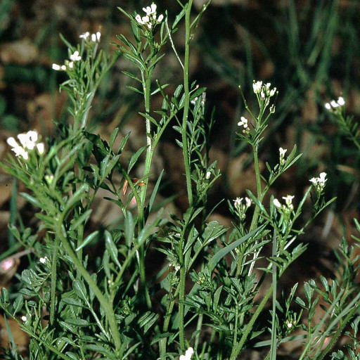 Cardamine Flexuosa