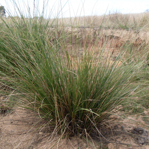 Carex Appressa