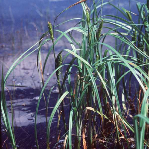 Carex Atherodes