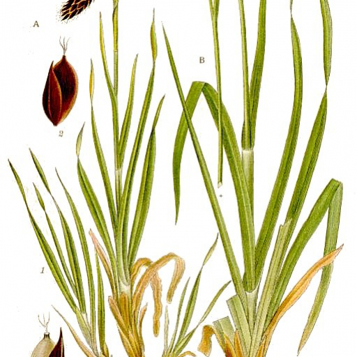 Black Alpine Sedge (Carex Atrata) Plant Care & How to Grow, Water