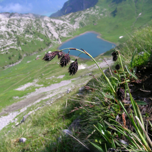 Scorched Alpine Sedge (Carex Atrofusca) Care Guide: Water, Soil ...