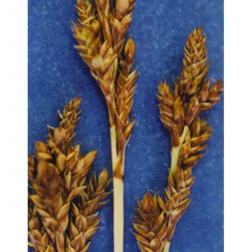 Carex Brunnea