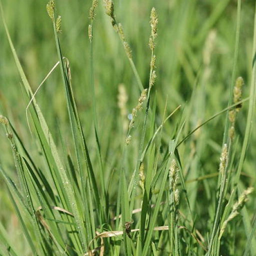 Carex Canescens