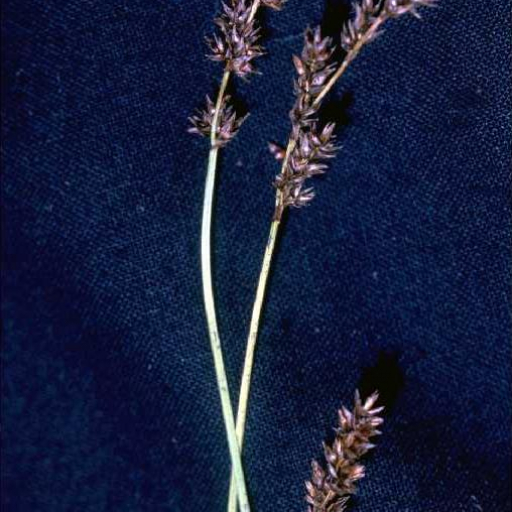 Carex Diandra